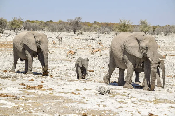 Famille des éléphants de brousse d'Afrique — Photo