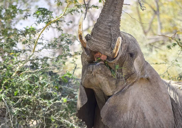 Éléphant de brousse d'Afrique à nourrir — Photo