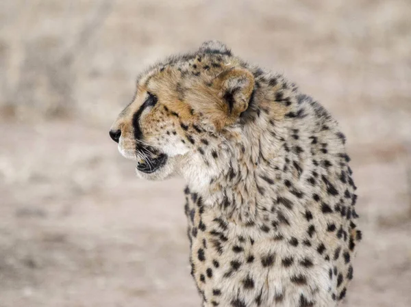 Gepard v Namibii — Stock fotografie