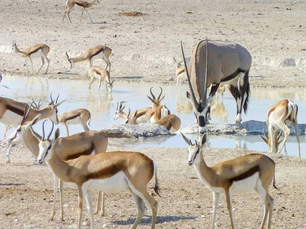 Verschiedene Antilopen auf einem Wasserloch in Namibia — Stockfoto