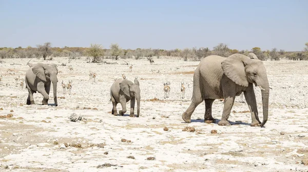 África arbusto elefante familia —  Fotos de Stock