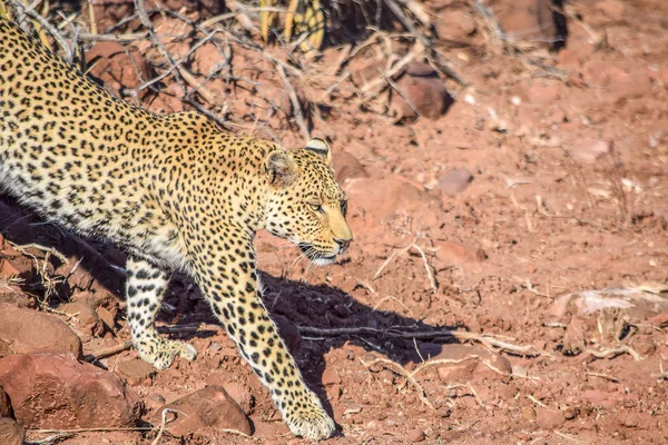 Leopardo em Namíbia — Fotografia de Stock