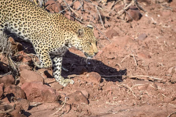 Leopard in Namibia — Stock Photo, Image
