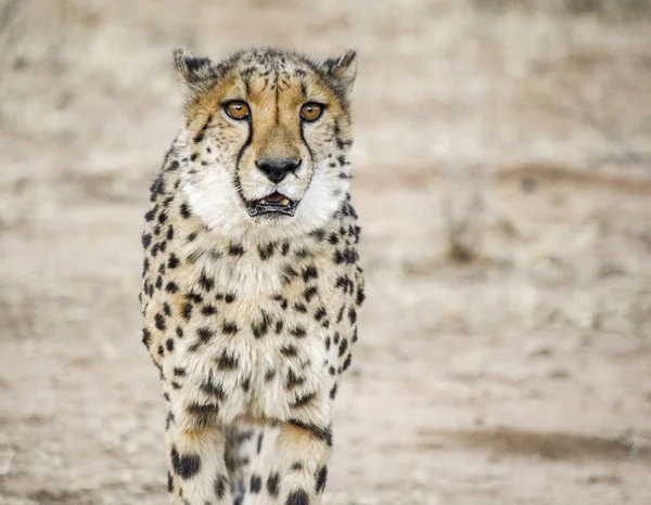 Gheparda in Namibia — Foto Stock