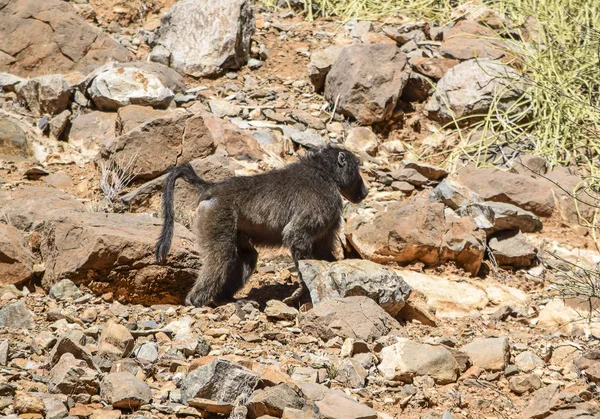 Pavian in Namibia — Stockfoto