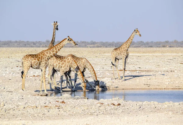 Giraffe in Namibia — Foto Stock