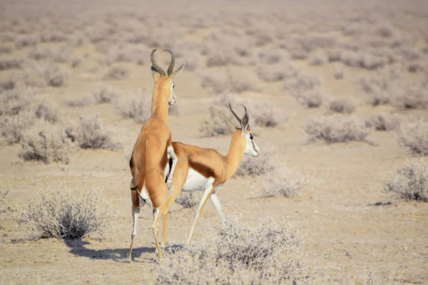 Copulating springboks in Namibia — Foto de Stock