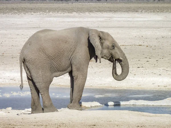 Αφρικανική ζούγκλα ελέφαντας — Φωτογραφία Αρχείου