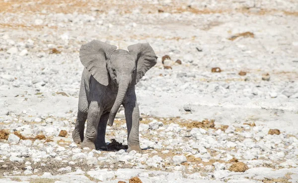 Petit éléphant de brousse d'Afrique — Photo
