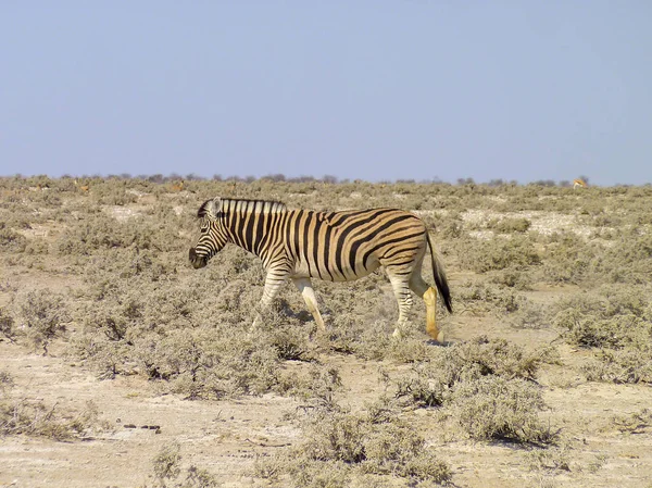 Zebra w Namibii — Zdjęcie stockowe