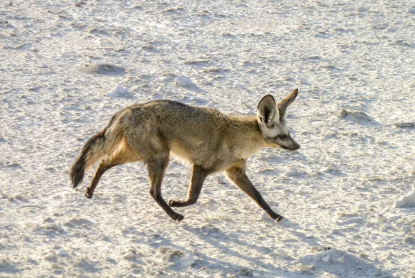 Jackal di Namibia — Stok Foto