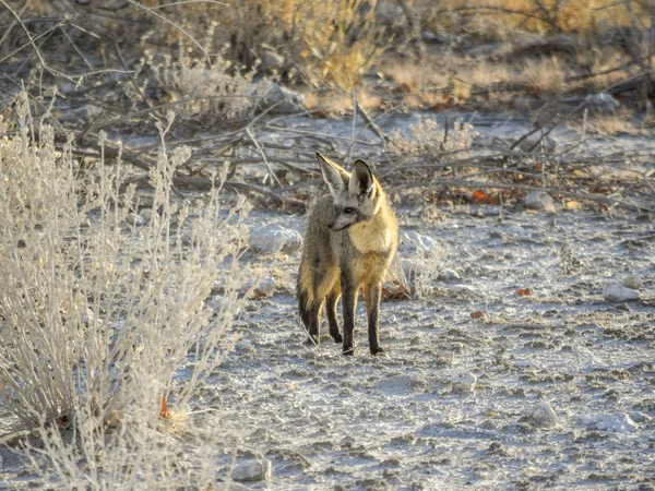 Jackal in Namibia — Stock Photo, Image