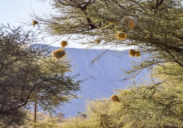 Fåglar häckar i Namibia — Stockfoto