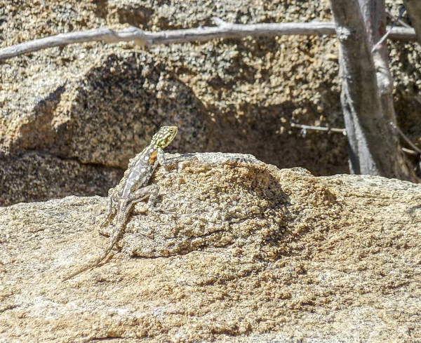 Lizard on rock formation — Stock Photo, Image