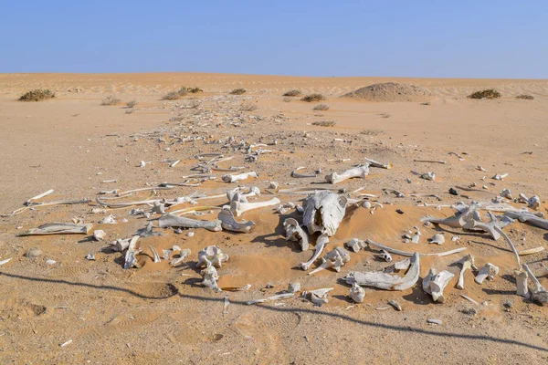 Desert with animal bones — Stock Photo, Image