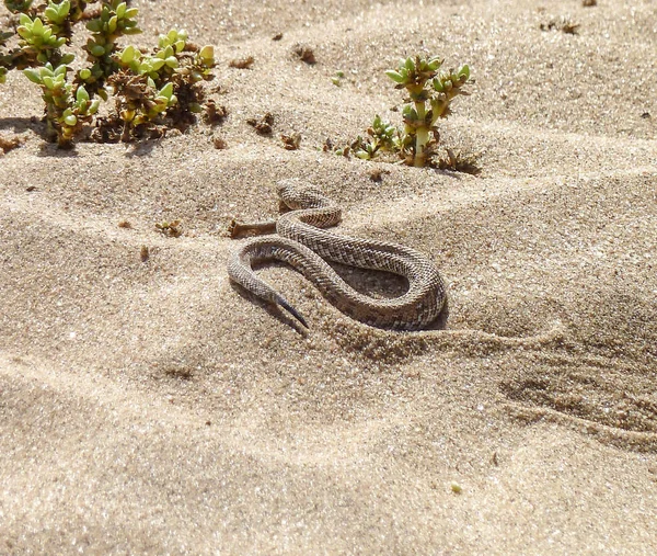 snake on desert ground