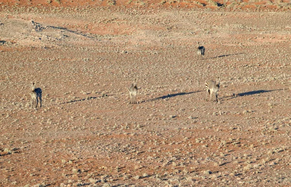 Zèbres en Namibie — Photo