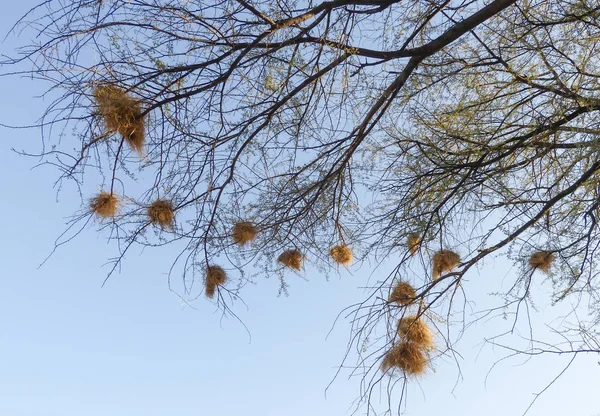 ナミビアの鳥の巣 — ストック写真