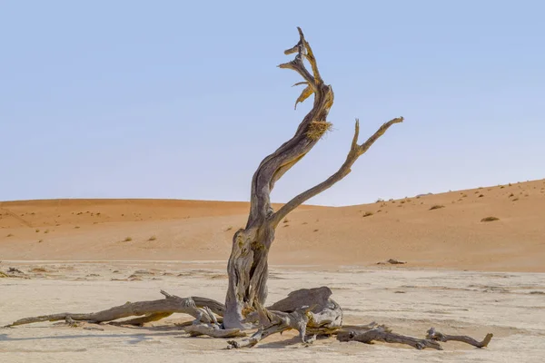 Namib desert in Namibia — Stock Photo, Image