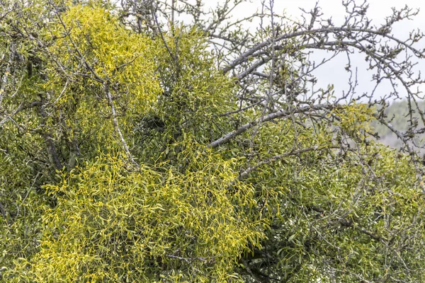 Maretak begroeid bomen — Stockfoto