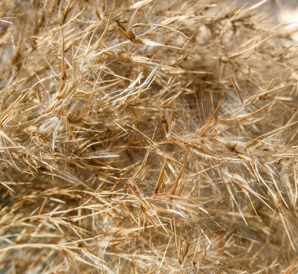 Abstract dry plant detail — Stock Photo, Image