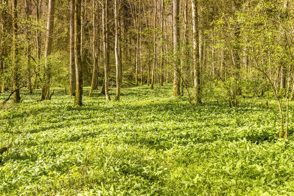 Paysage de forêt idyllique — Photo