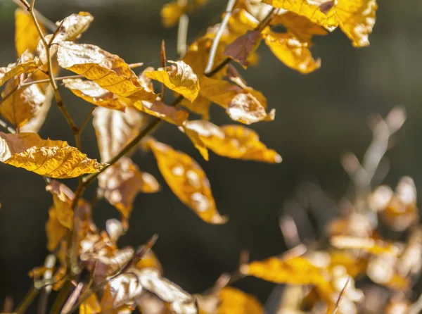 Sunny autumn leaves — Stock Photo, Image