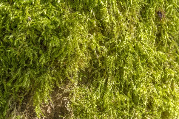 Groene mos detail — Stockfoto