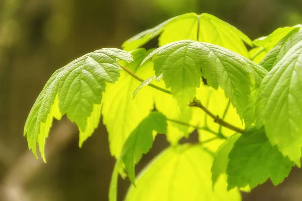 Sunny illuminated spring leaves — Stock Photo, Image