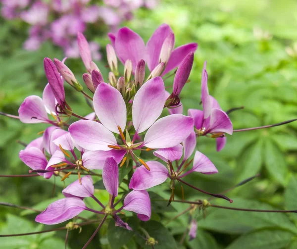 Closeup exotické fialový květ — Stock fotografie