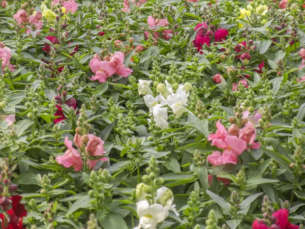 Snapdragon flores primer plano —  Fotos de Stock