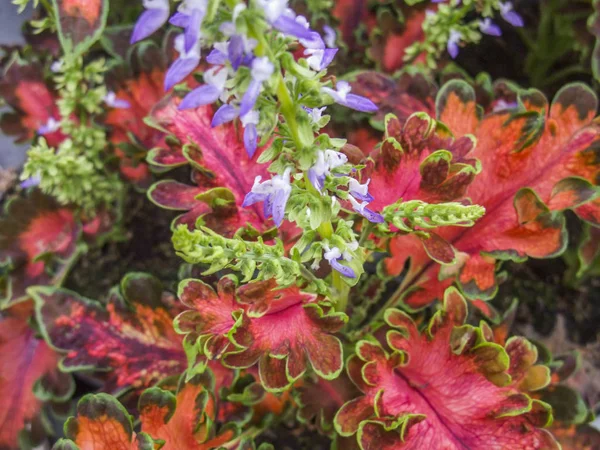 Kleurrijke bladeren — Stockfoto