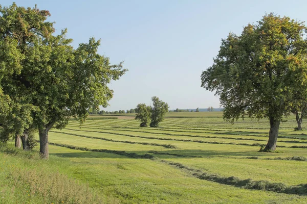 Луг с фруктовыми деревьями — стоковое фото