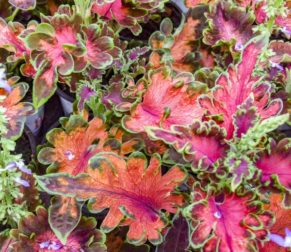 Colorful plant leaves — Stock Photo, Image