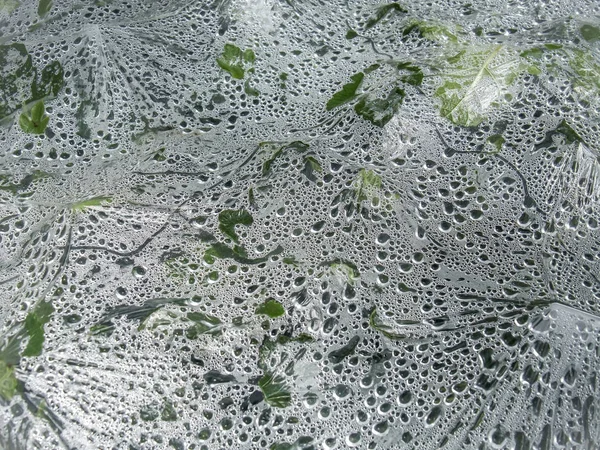 Vegetation under plastic film — Stock Photo, Image