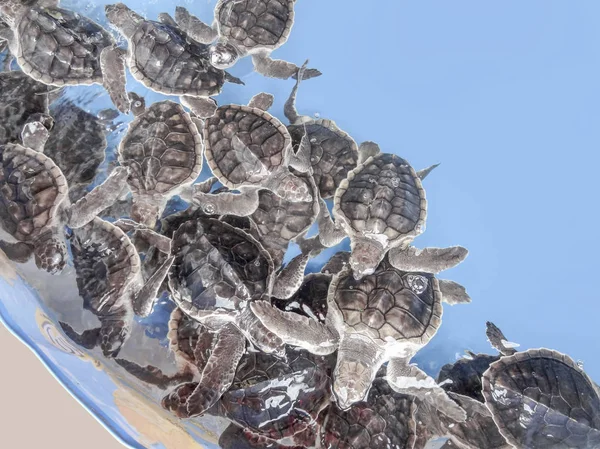 Junge Meeresschildkröten — Stockfoto