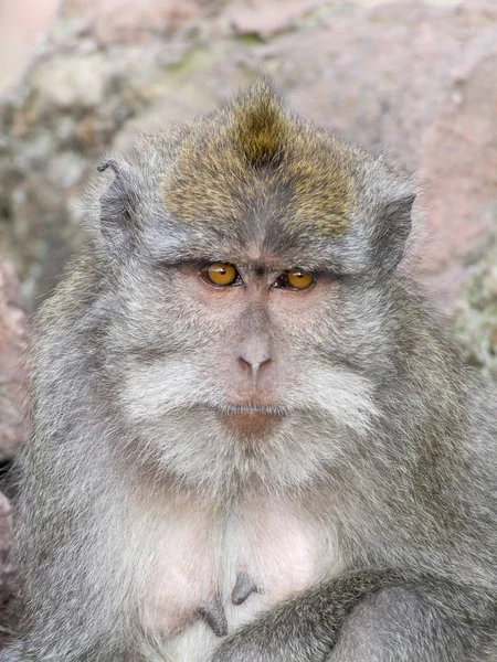 Retrato de mono macaco — Foto de Stock