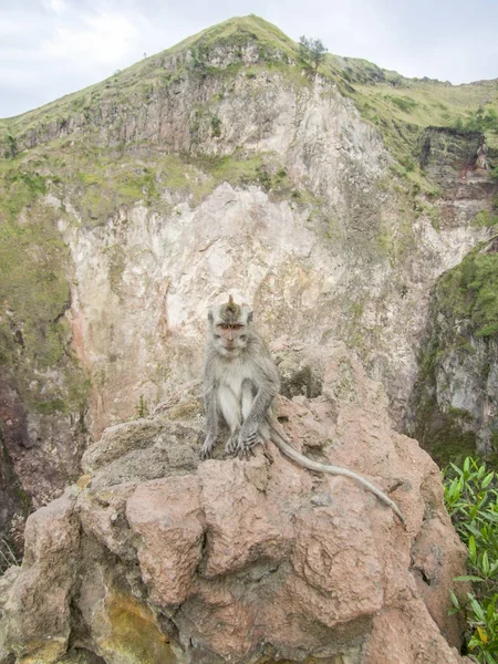 Makaken rund um Mount Batur in Indonesien — Stockfoto