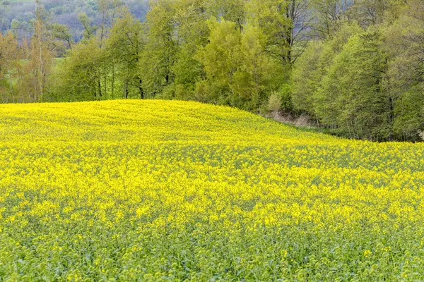 Field of rapeseed at spring time — Stock Photo, Image
