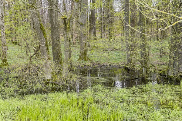 Wald mit Sumpf — Stockfoto