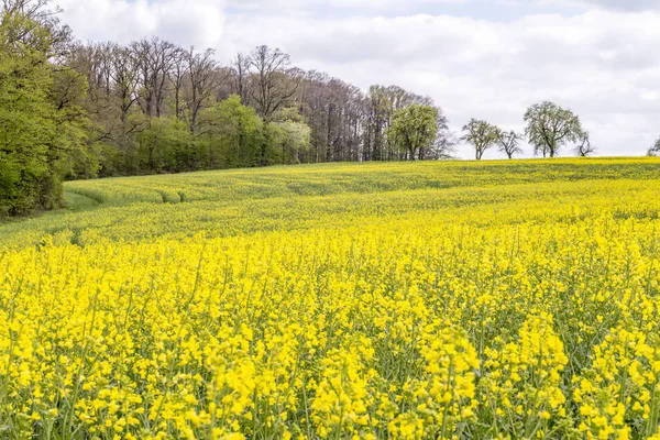 Rapsfeld zur Frühlingszeit — Stockfoto