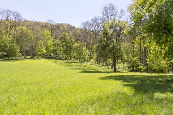 Sunny woodside scenery — Stock Photo, Image