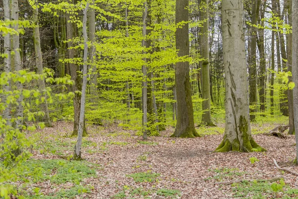 Лісові пейзажі у весняний час — стокове фото
