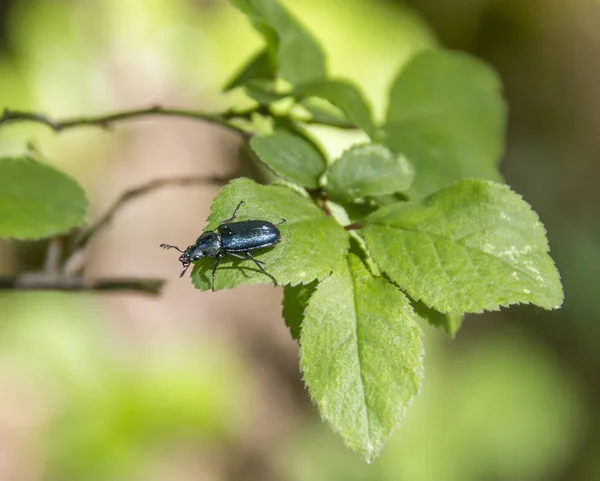 Chatoyant mavi beetle — Stok fotoğraf