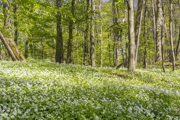 Paysage forestier ensoleillé avec des ramsons — Photo