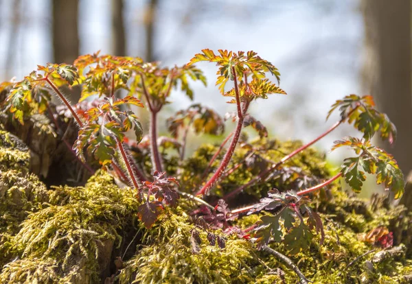 Detail der Waldpflanze — Stockfoto