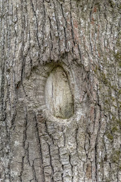 天然樹皮詳細 — ストック写真