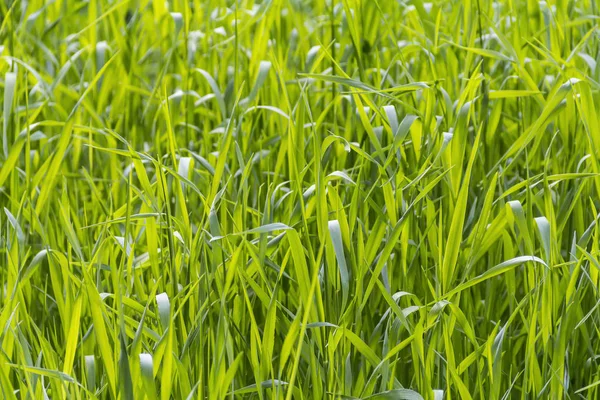 Soliga belysta gräs närbild — Stockfoto