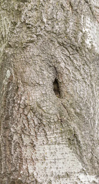 Natural bark detail — Stock Photo, Image