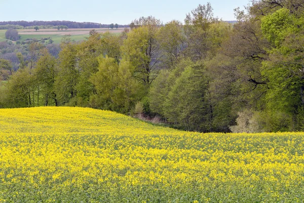 Rapsfeld zur Frühlingszeit — Stockfoto